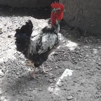 فروش خروس