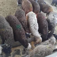 گوساله و گوسفند زنده