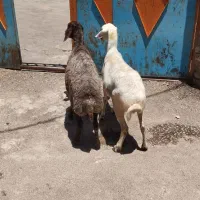 حیوانات مزرعه  گوسفند