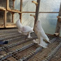 کبوتر ابومریم