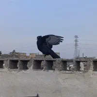 کبوتر ابادانی