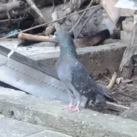 کبوتر