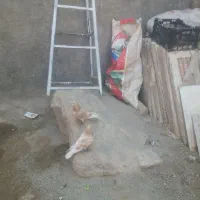 کبوتر سرکه ای پلاکی نرو ماده