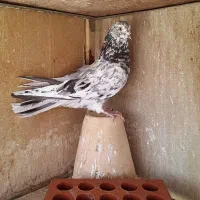 جوجه کبوتر،کفترسبزوسرور
