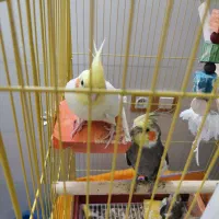 عروس هلندی