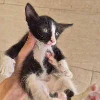 واگذاری گربه dsh