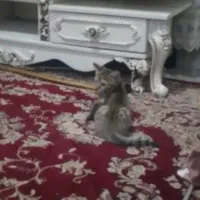 بچه گربه دوماهه