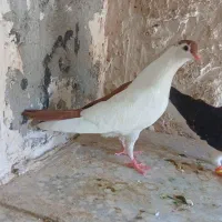 جفت جوجه افغانی