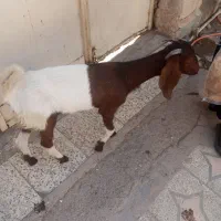 بزماده نجدی اصل