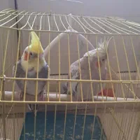 عروس هلندی