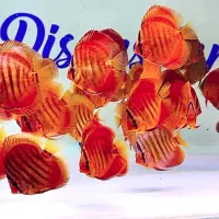 ماهی دیسکس ردکاور و گوست