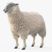 گوسفند فروشی