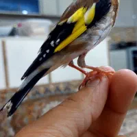 سهره دست باز