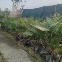 فروش پالم واشنگتن  ویوکا  وشمشاد سبز و