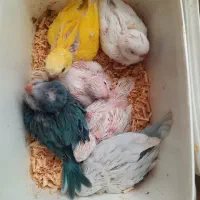 جوجه راهب سرلاکی جاساز توری خونه