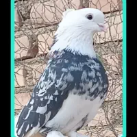کبوتر  هما
