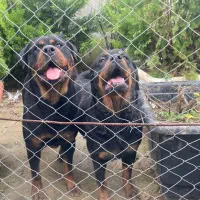 توله روتوایلر مناسب نگهبانی و خانواده