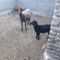 گوسفند بره دار