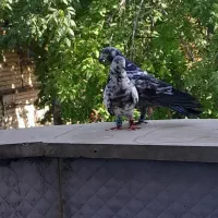 کبوتر