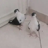 کبوتر ساده سیاه جوانه
