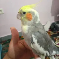 عروس هلندی نر و ماده تخم گذار