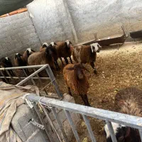 گوسفند زنده