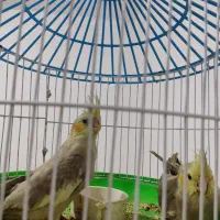 جوجه عروس