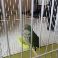 جوجه راهب پنجاه روزه نرم خوار دستی
