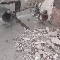کفتر پرشی
