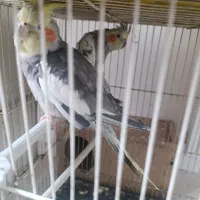 عروس هلندی جفت|پرنده|مشهد, ایثار|دیوار