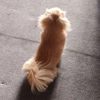 یک سگ جوان پیدا شده ، عکس تزیینی است