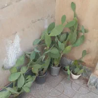 کاکتوس