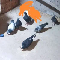 کفتر فروشی