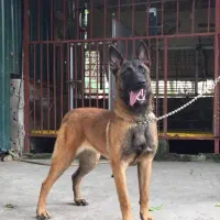 سگ گارد و محافظ باغ و کارخانه، سگ پاسبان ویلا