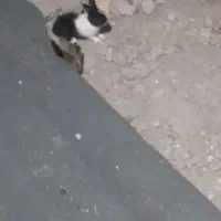 بچه خرگوش دونه ۴۵۰۰۰۰۰