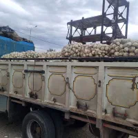 انواع تره بار