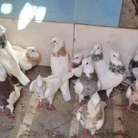 طوقی|پرنده|سبزوار, توحیدشهر|دیوار