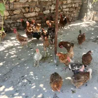 مرغ تخم گذار