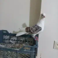 کبوتر نازار