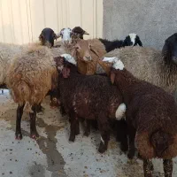 ۶ راس میش بره شیشک مالا همه یکدست باب خانه دار