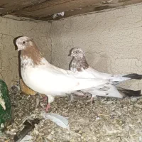 کبوتر کله ای