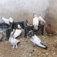 کبوتر