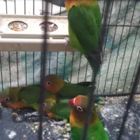 طوطی کوتوله برزیلی