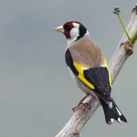 سهره خ ا ک ی بخون