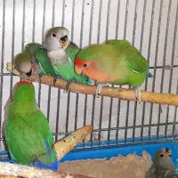 طوطی بریزیلی