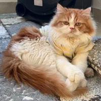 پرشین نر برای جفتگیری