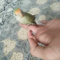 طوطی برزیلی