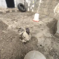 خروس ابریشمی