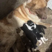 سگ قهدریجانی آله سرخ خال مگسی ماده