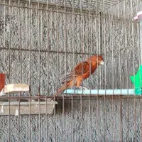 قناری نر سوخته سوپر